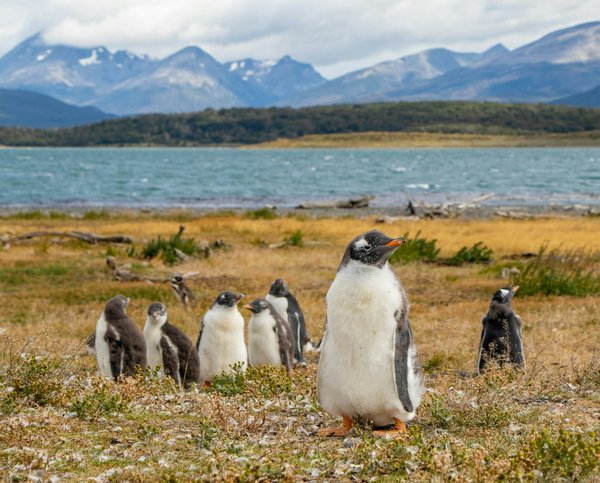 Où participer à une expédition pour observer les pingouins en Antarctique ?